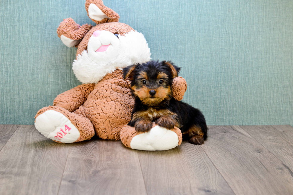 Meet Allen - our Yorkshire Terrier Puppy Photo 