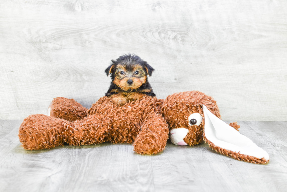Meet Twinkle - our Yorkshire Terrier Puppy Photo 