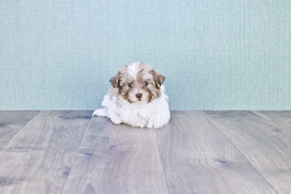 Fluffy Havanese Purebred Puppy