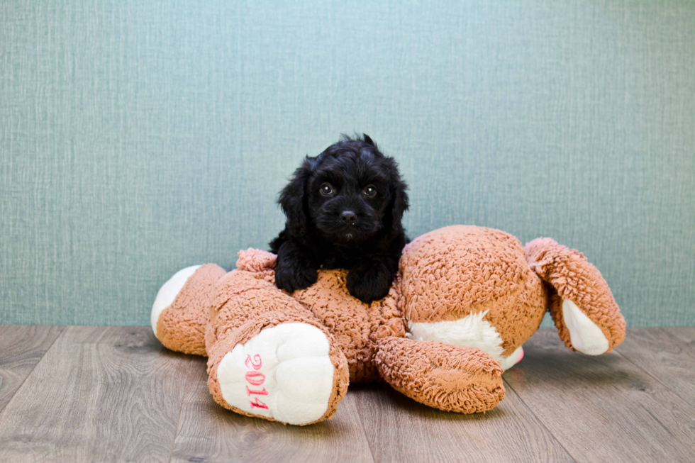 Small Cavapoo Baby