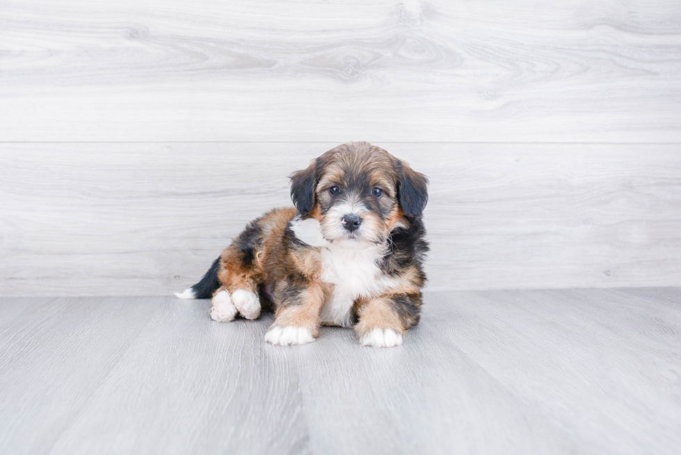 Hypoallergenic Bernadoodle Poodle Mix Puppy