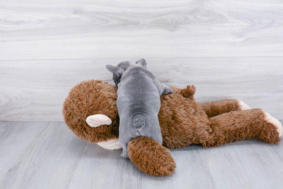 Best French Bulldog Baby