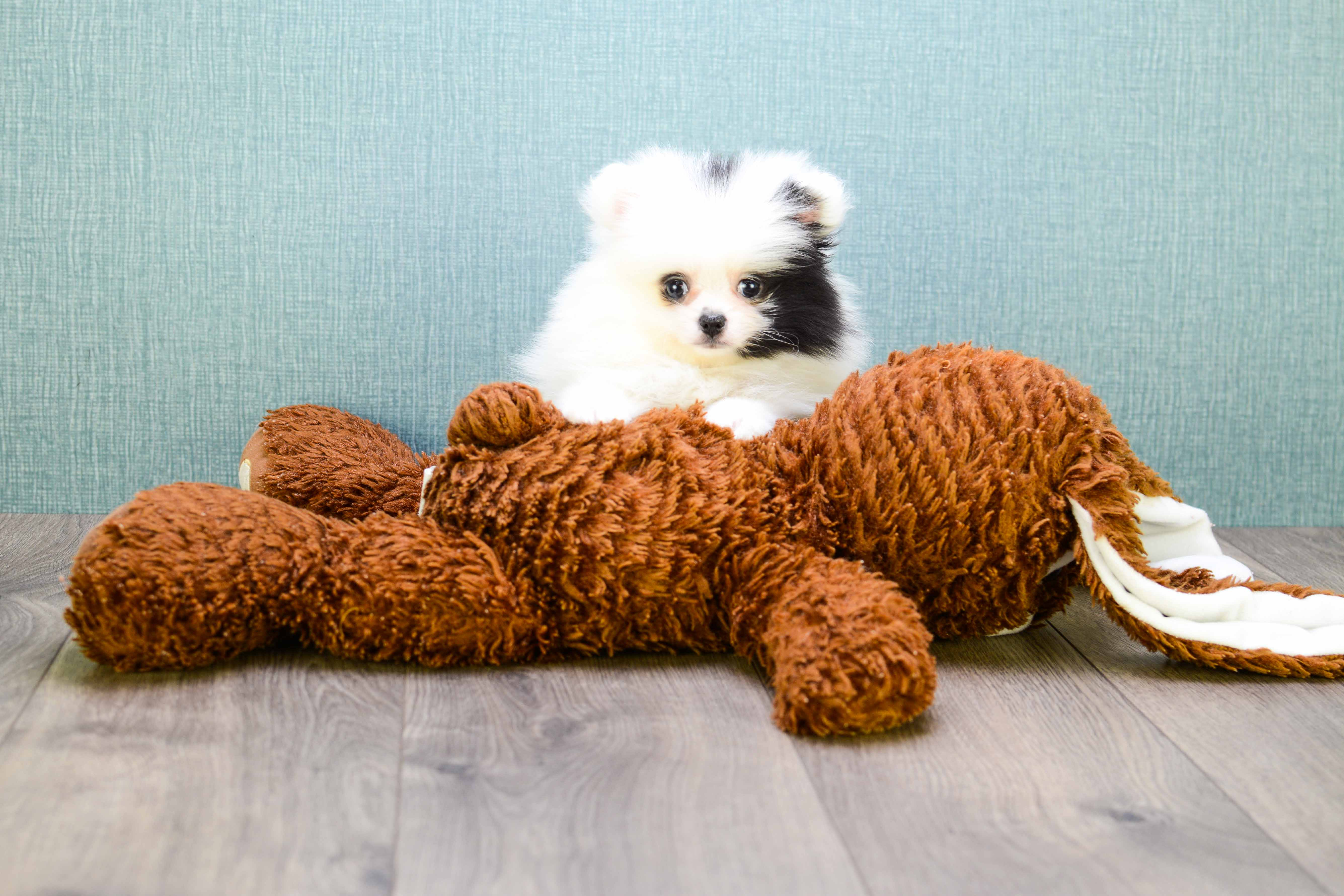 Petite Pomeranian Purebred Puppy