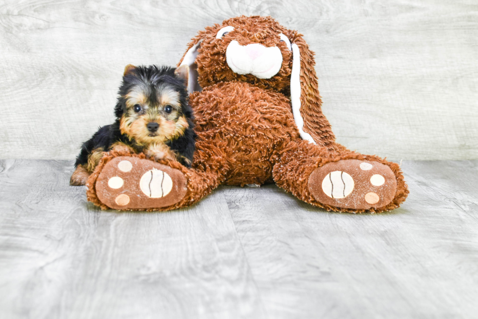 Meet Heidi - our Yorkshire Terrier Puppy Photo 