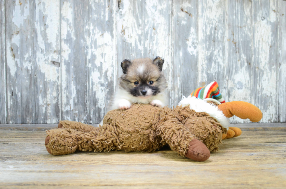 Little Pomeranian Baby