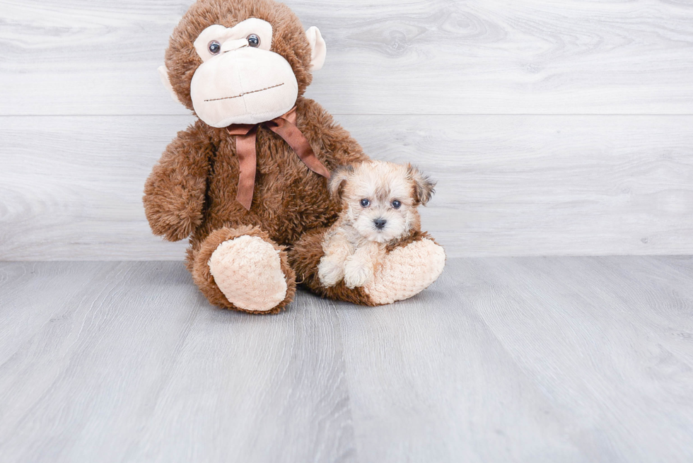 Morkie Puppy for Adoption