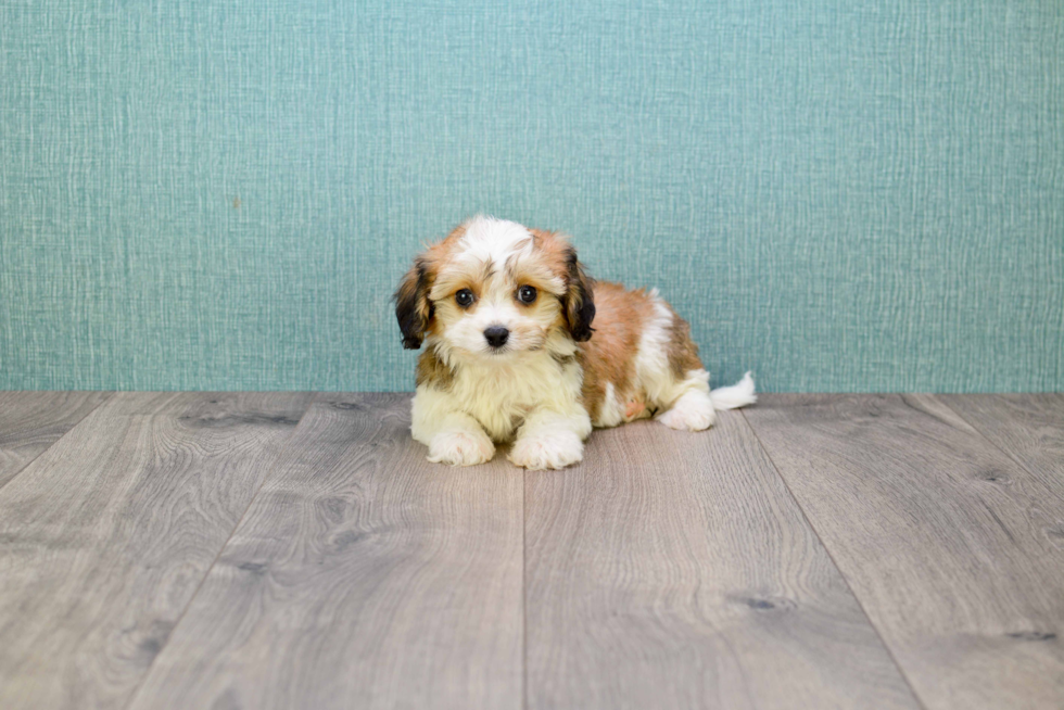Cavachon Puppy for Adoption