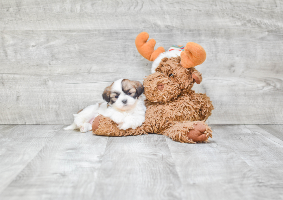 Sweet Teddy Bear Baby