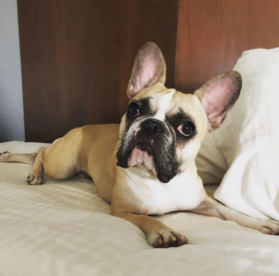 French Bulldog Being Cute