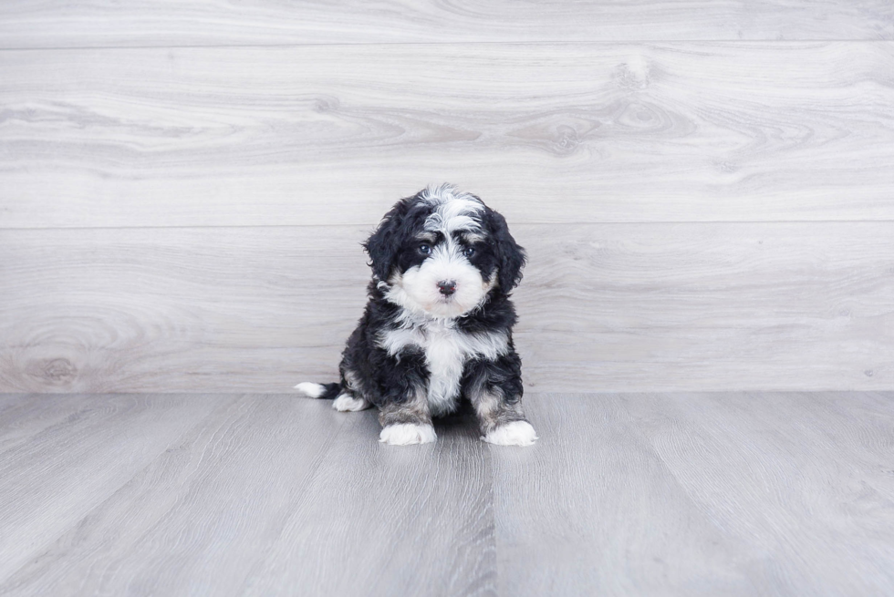 Mini Bernedoodle Pup Being Cute