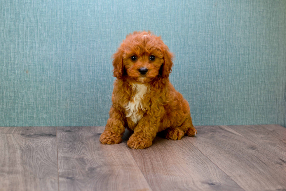 Sweet Cavapoo Baby