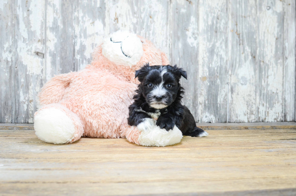 Cute Morkie Baby
