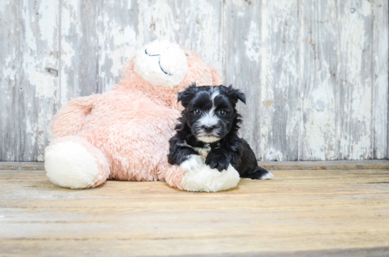 Cute Morkie Baby