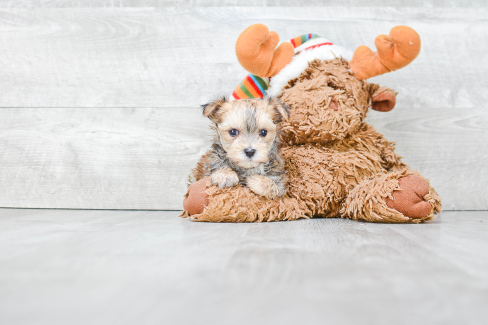 Popular Morkie Designer Pup