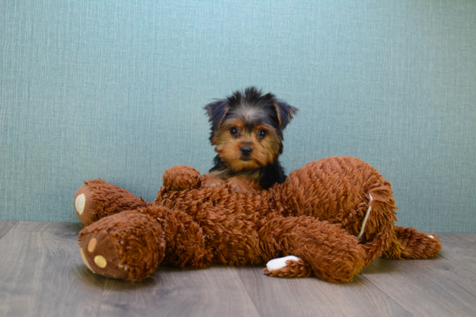 Meet Goldie - our Yorkshire Terrier Puppy Photo 