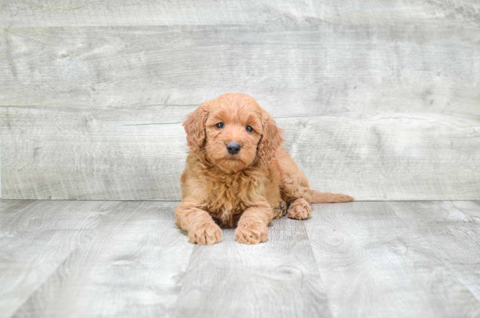 Best Mini Goldendoodle Baby