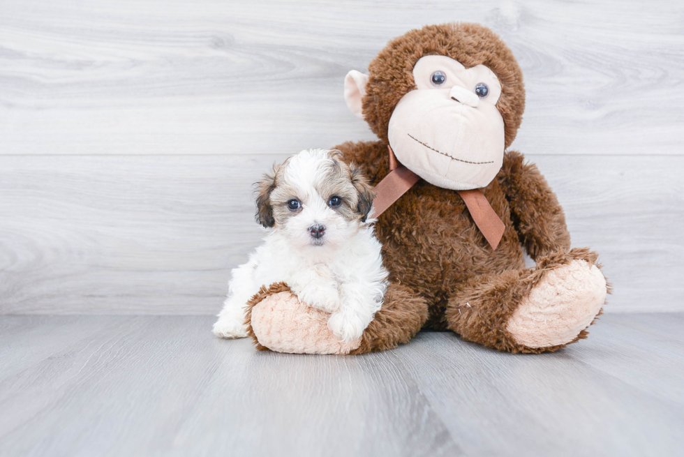 Teddy Bear Pup Being Cute