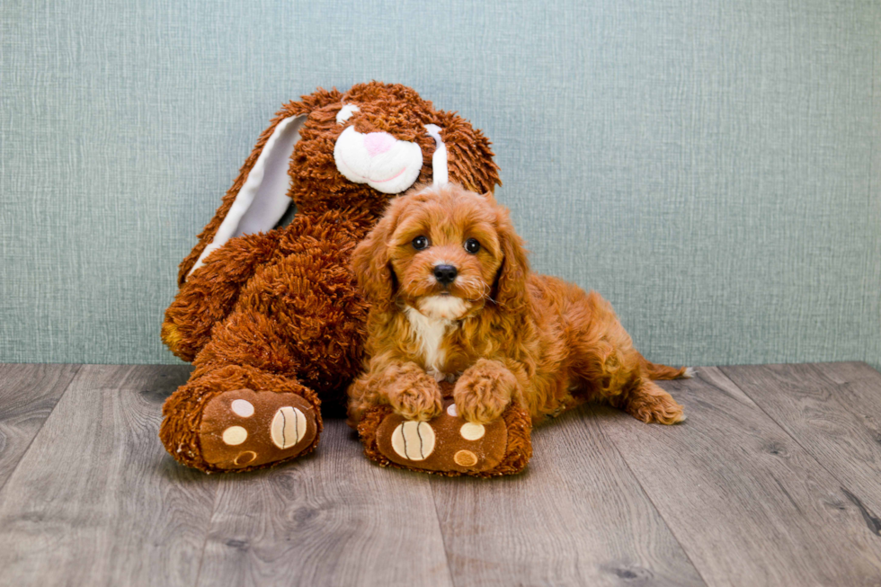 Small Cavapoo Baby