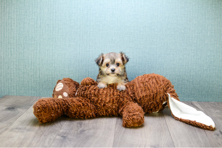 Morkie Pup Being Cute