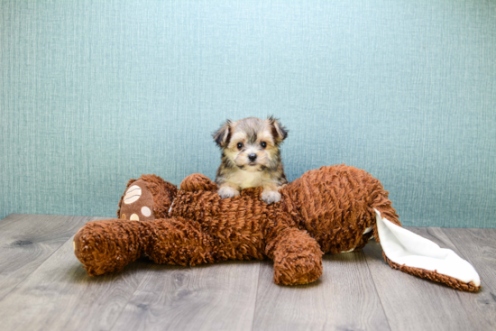 Morkie Pup Being Cute