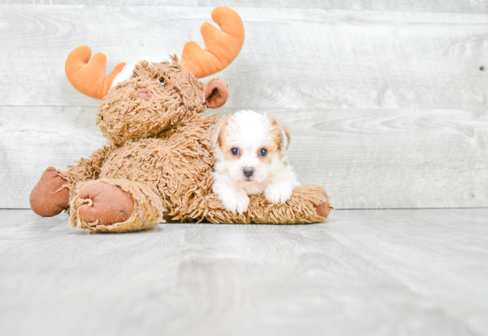 Petite Morkie Designer Pup