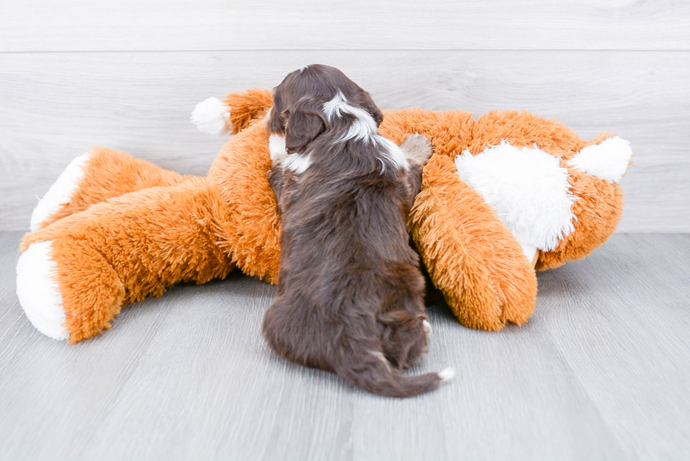 Petite Mini Bernedoodle Poodle Mix Pup