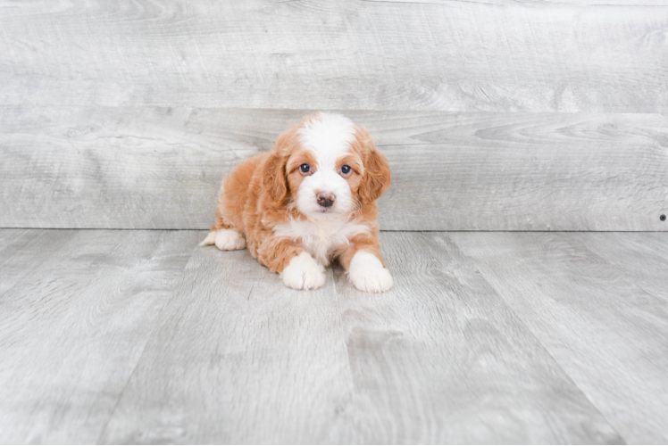 Hypoallergenic Mini Berniedoodle Poodle Mix Puppy