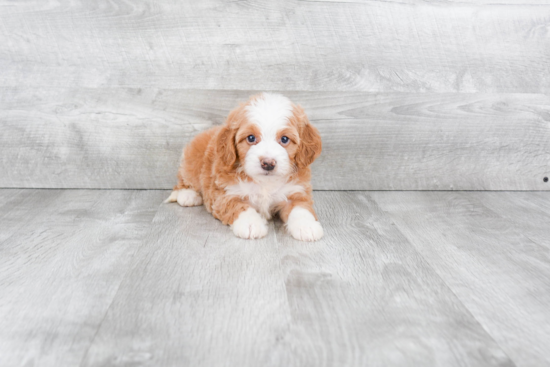 Hypoallergenic Mini Berniedoodle Poodle Mix Puppy