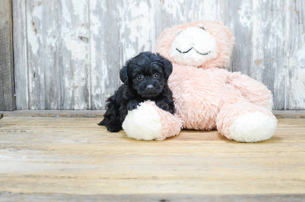 Sweet Yorkie Poo Baby