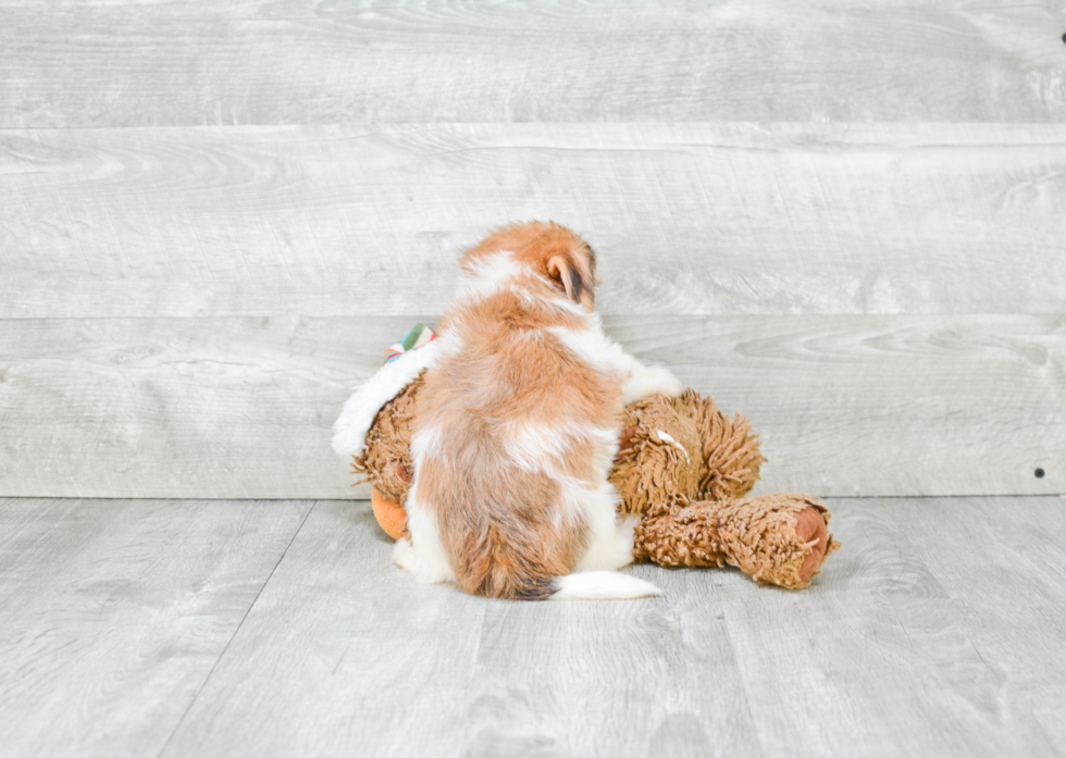 Morkie Puppy for Adoption