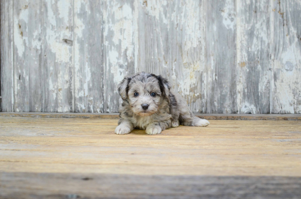 Best Mini Aussiedoodle Baby