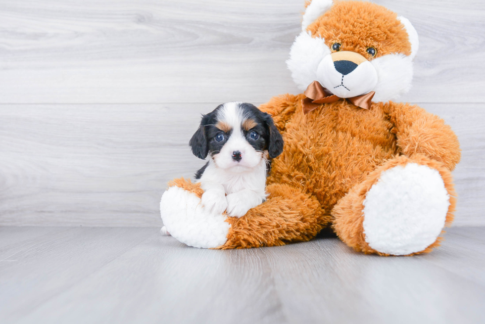 Hypoallergenic Cavalier King Charles Spaniel Baby