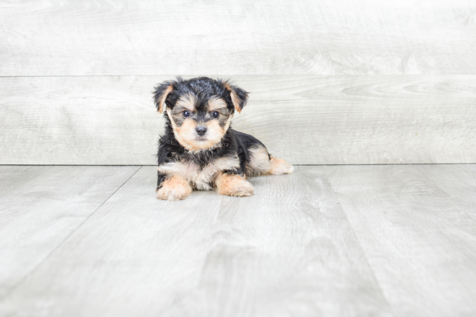 Morkie Pup Being Cute