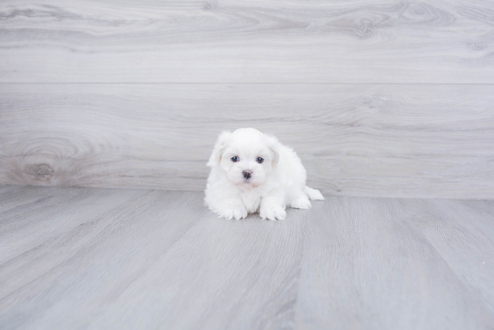 Teddy Bear Pup Being Cute