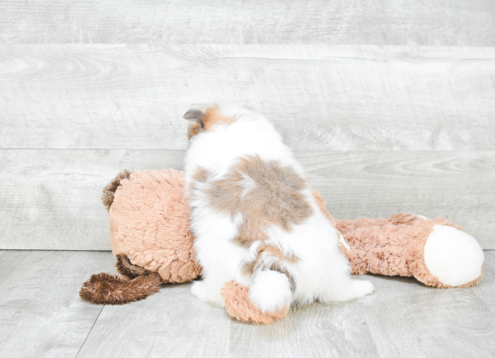 Pomeranian Pup Being Cute