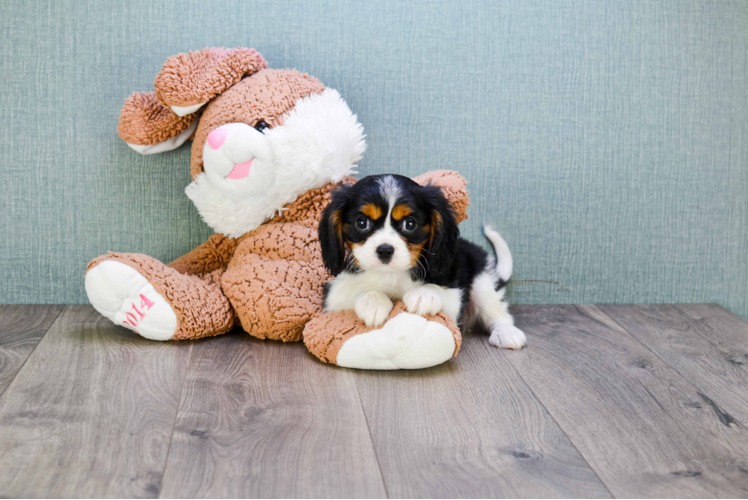Cavalier King Charles Spaniel Pup Being Cute