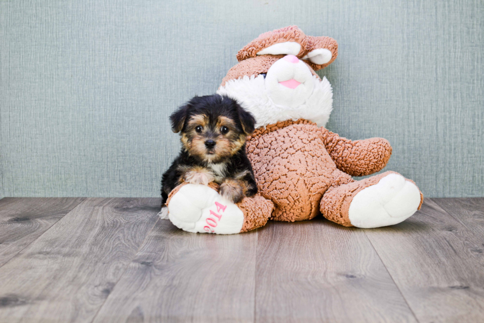 Friendly Morkie Baby