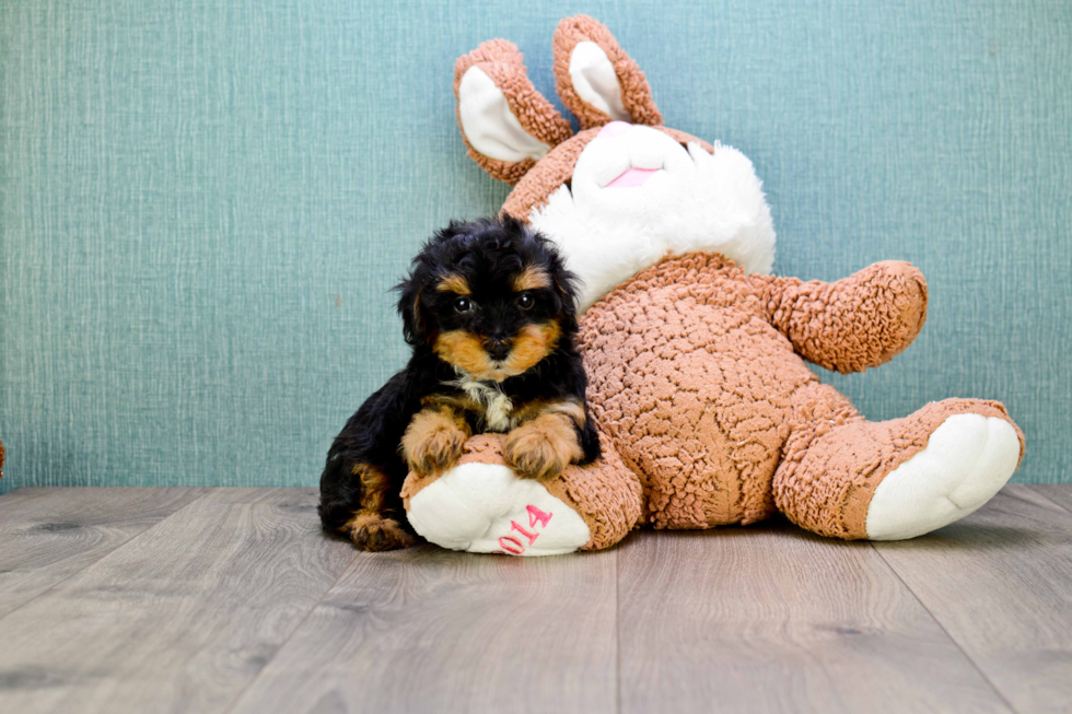 Happy Yorkie Poo Baby