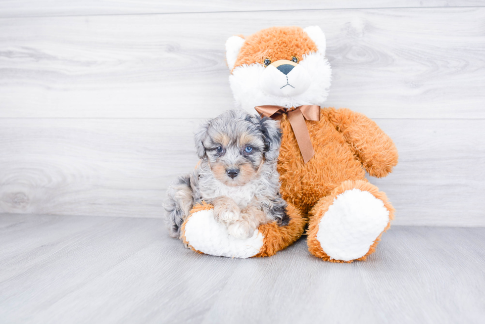 Mini Aussiedoodle Puppy for Adoption