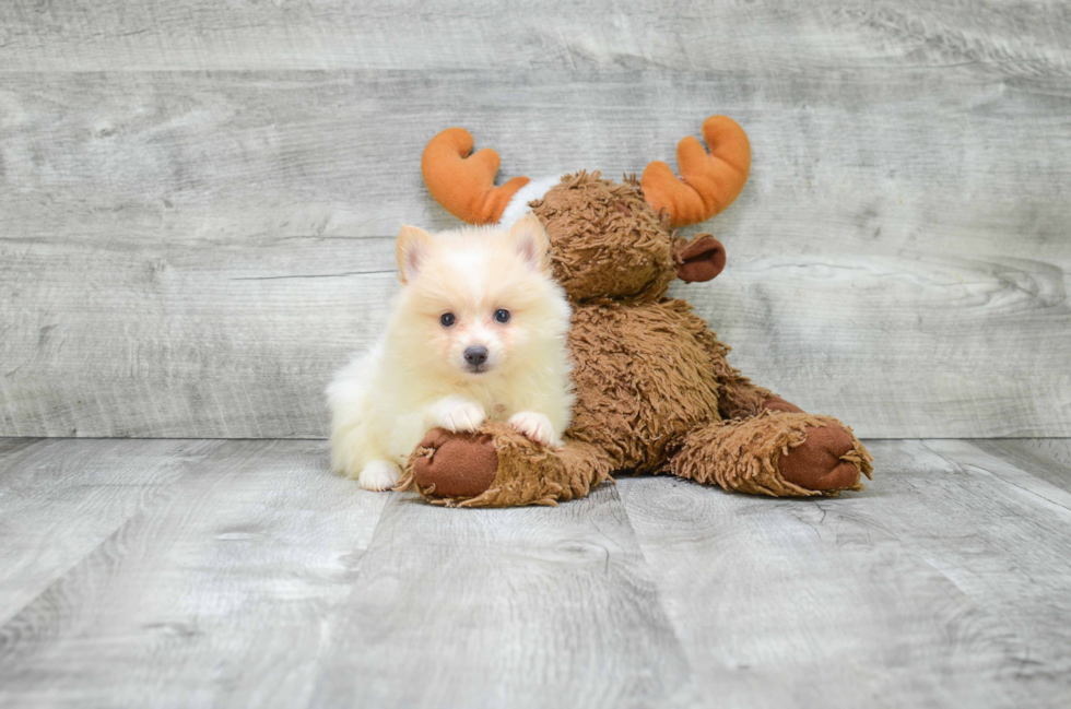 Adorable Pomeranian Purebred Puppy