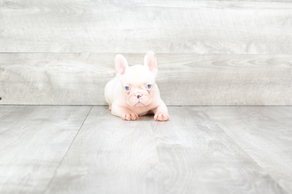 French Bulldog Puppy for Adoption