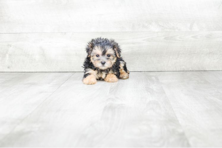 Morkie Puppy for Adoption