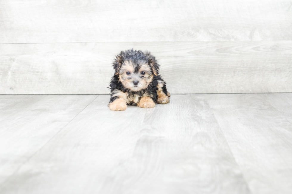 Morkie Puppy for Adoption