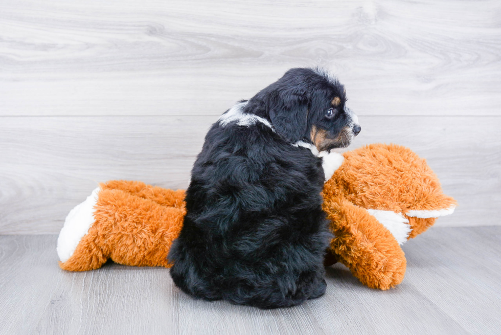 Mini Bernedoodle Pup Being Cute