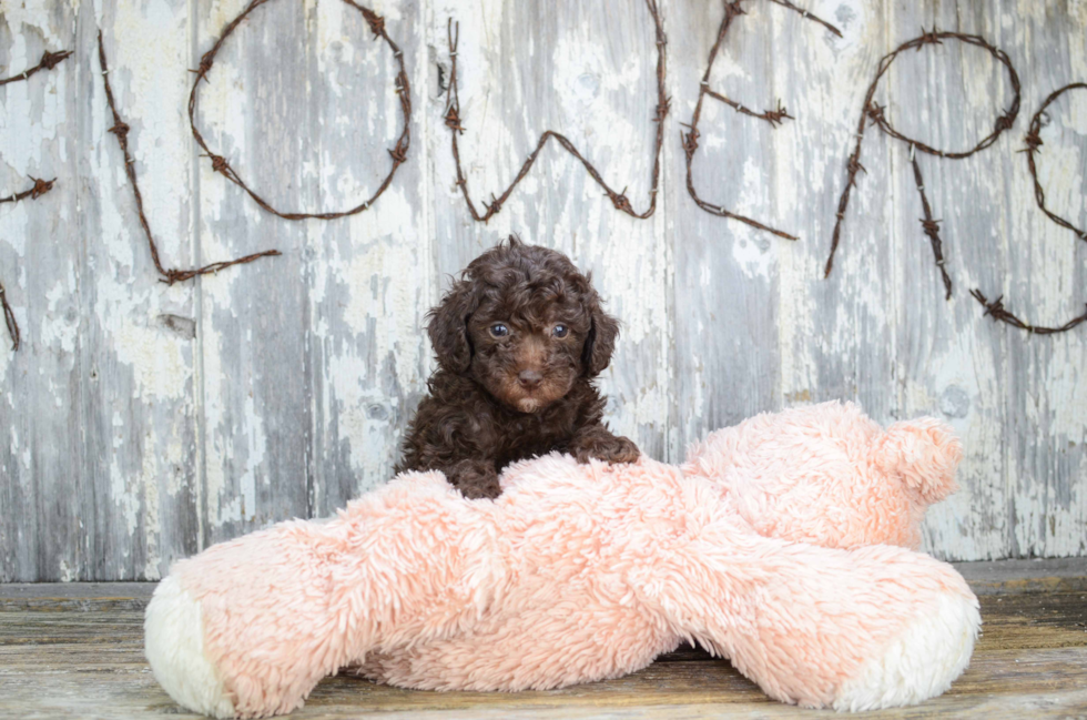 Poodle Pup Being Cute