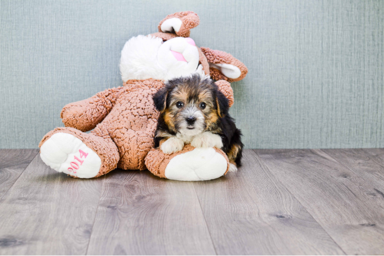 Playful Yorkie Designer Puppy