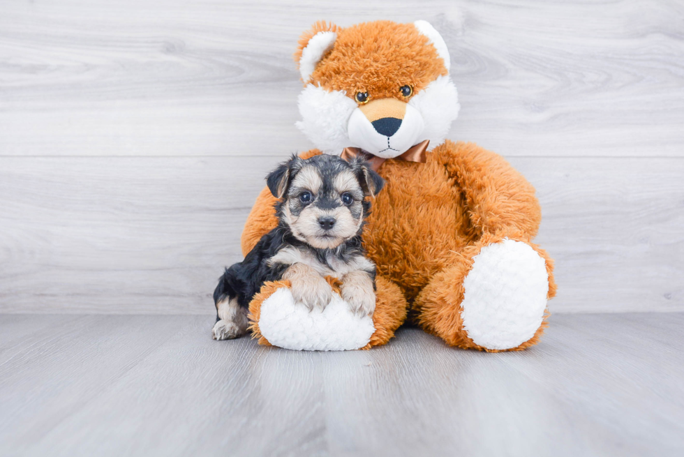 Petite Morkie Designer Pup