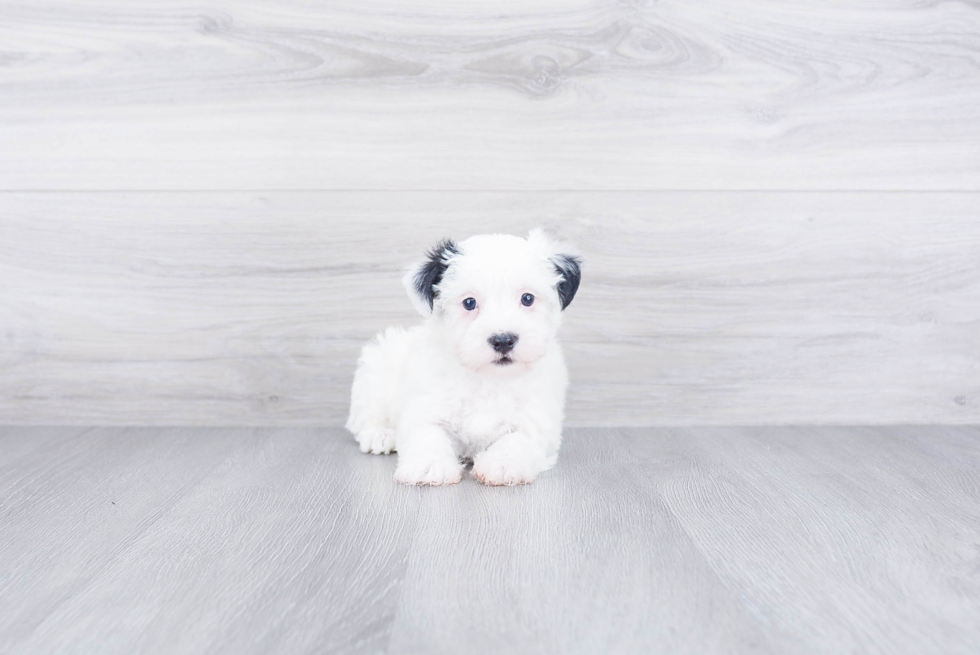 Smart Morkie Designer Pup