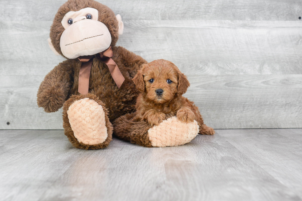 Little Cockerpoo Poodle Mix Puppy