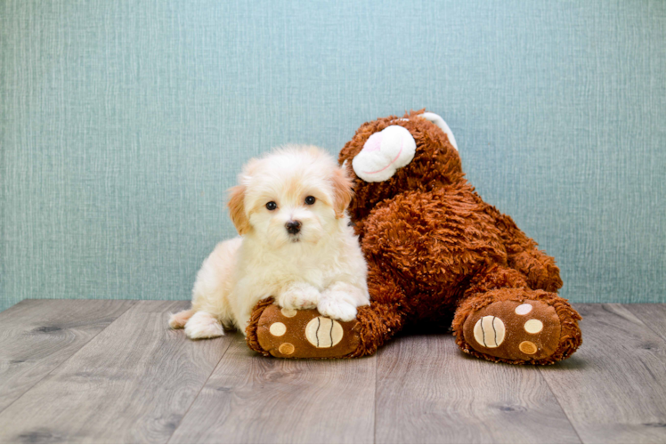 Little Maltepoo Poodle Mix Puppy